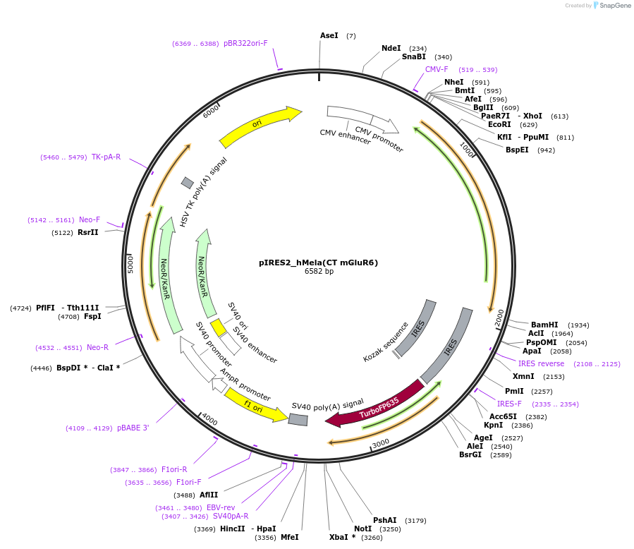 191344-plasmid-map-sequence-id-376892