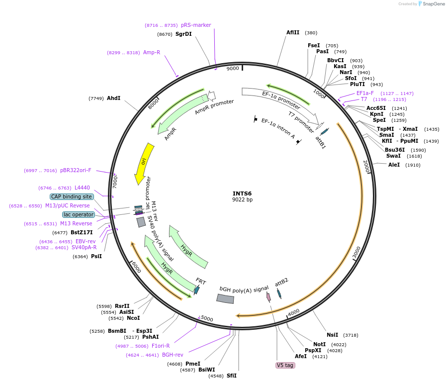 155681-plasmid-map-sequence-id-376894