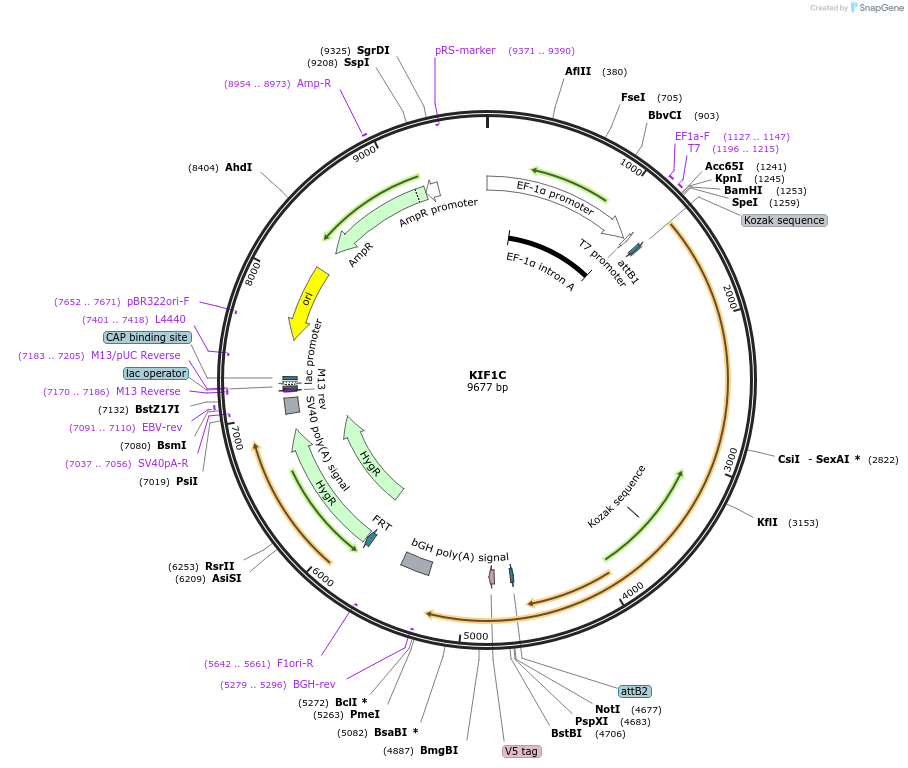 155687-plasmid-map-sequence-id-376898