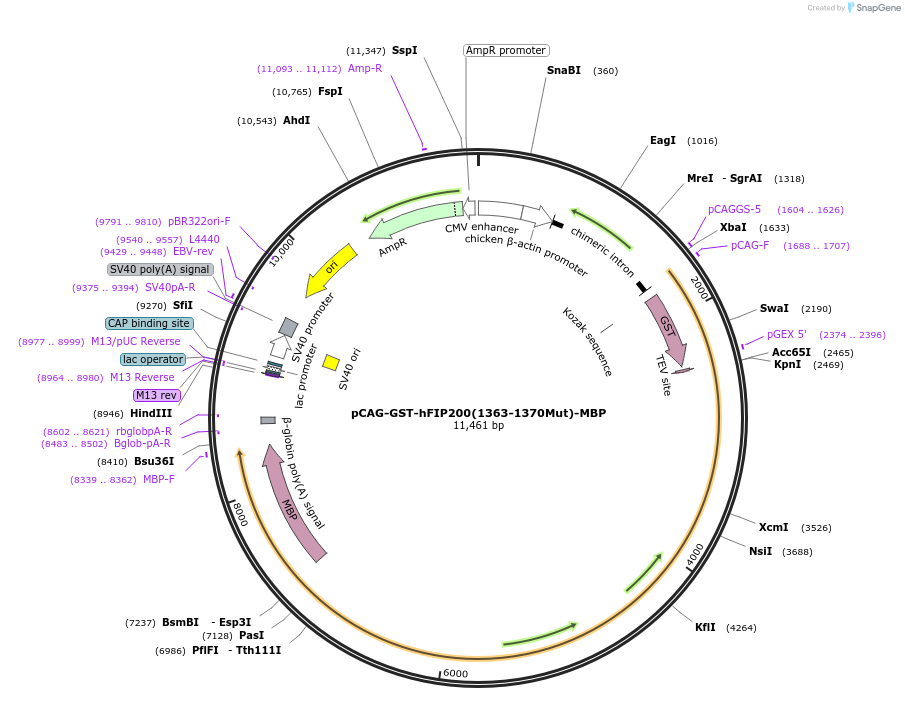 190038-plasmid-map-sequence-id-376902
