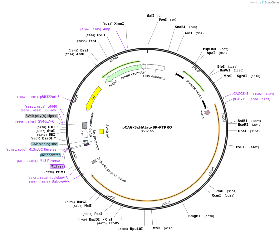 191696-plasmid-map-sequence-id-376912