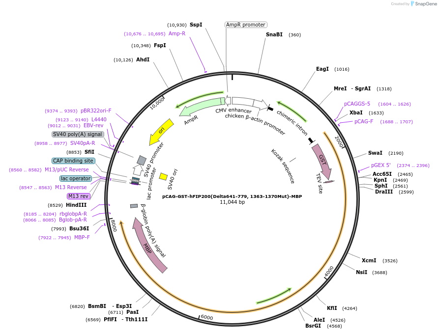190039-plasmid-map-sequence-id-376914