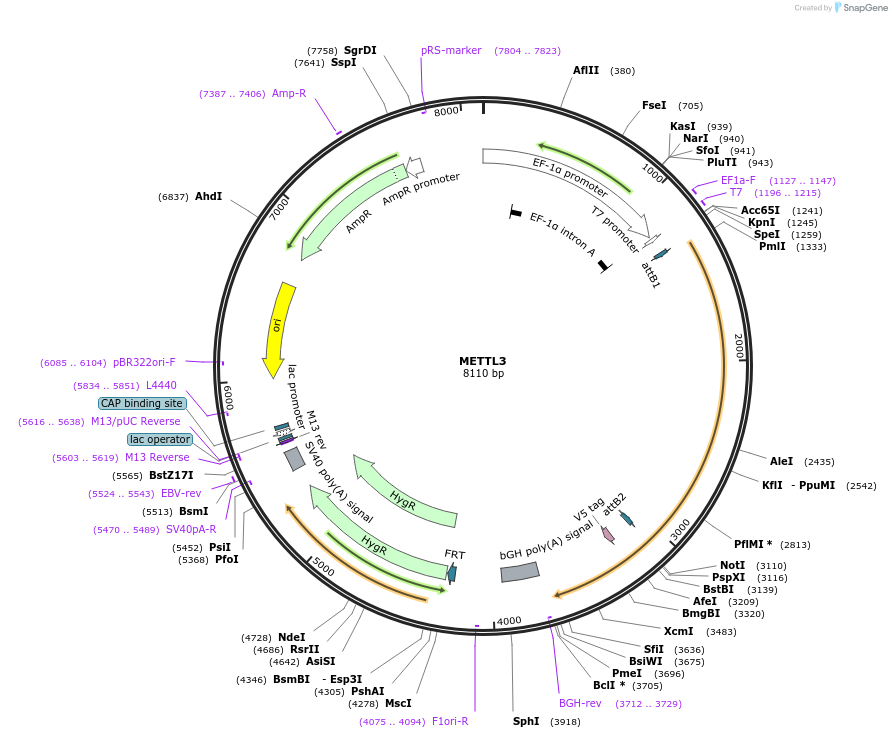 155725-plasmid-map-sequence-id-376935
