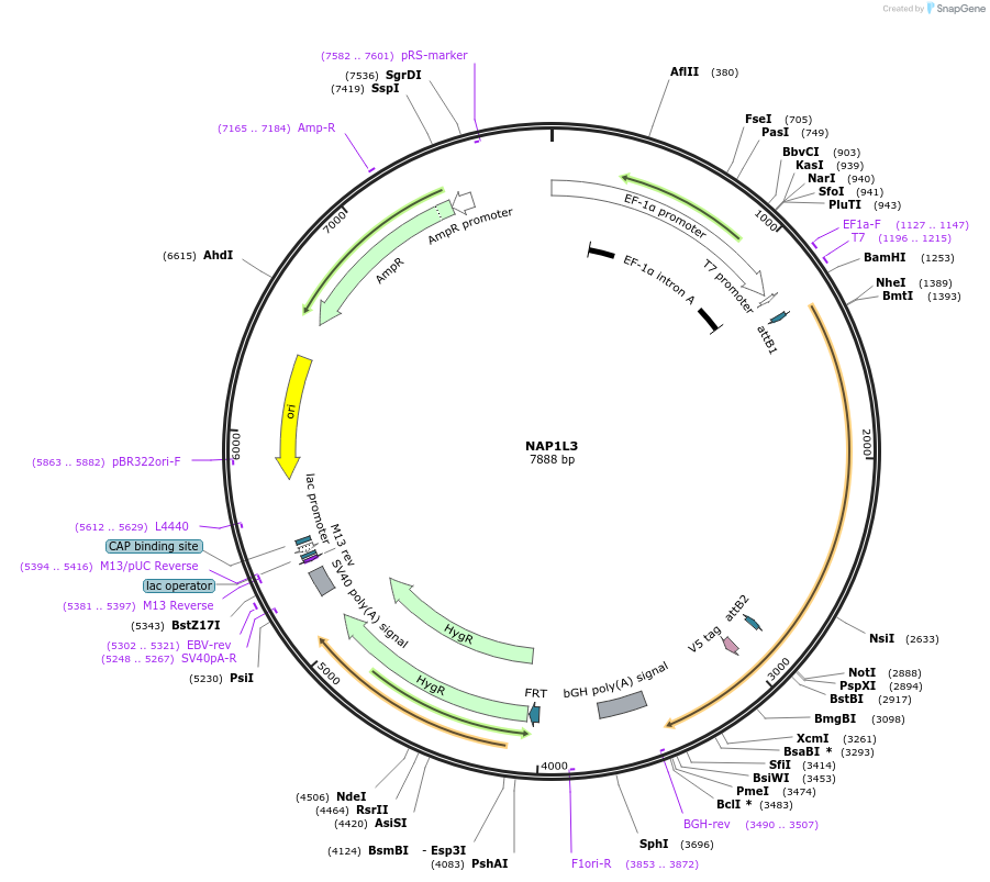 155763-plasmid-map-sequence-id-376939