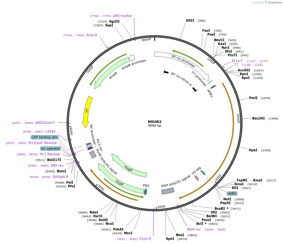 155793-plasmid-map-sequence-id-376940