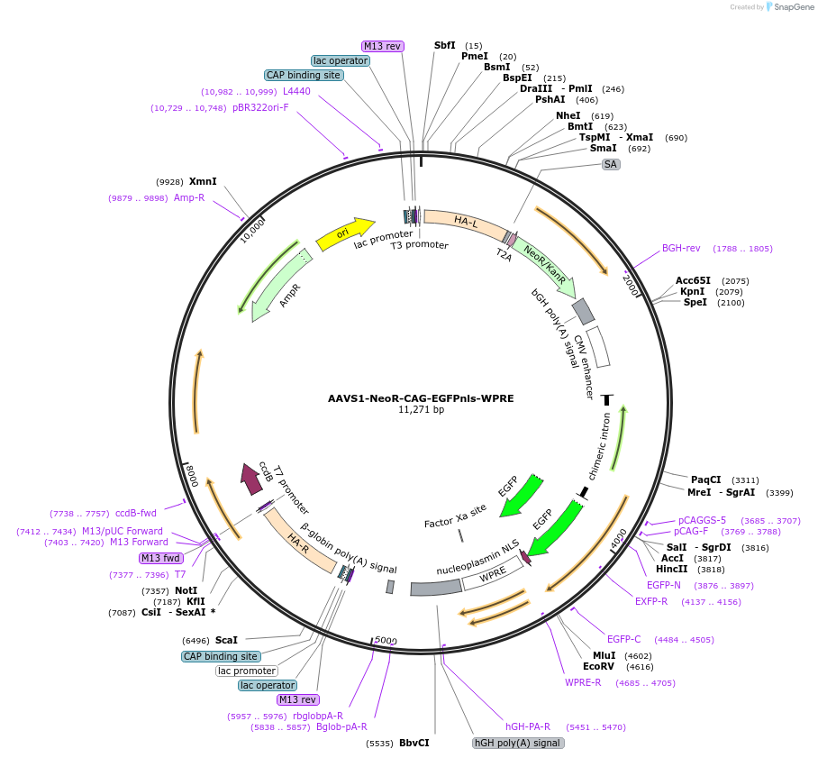 191692-plasmid-map-sequence-id-376941