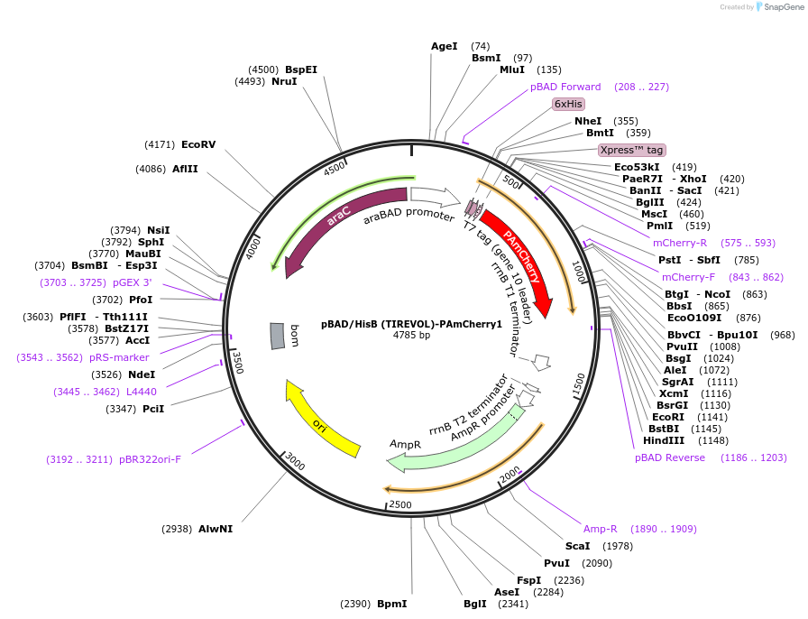 189718-plasmid-map-sequence-id-376951