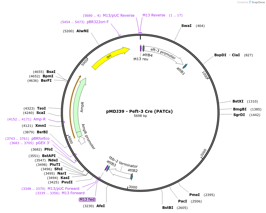 191381-plasmid-map-sequence-id-376953