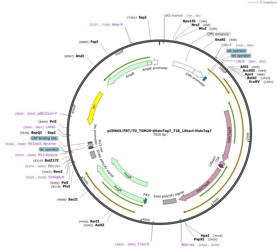 187076-plasmid-map-sequence-id-376955