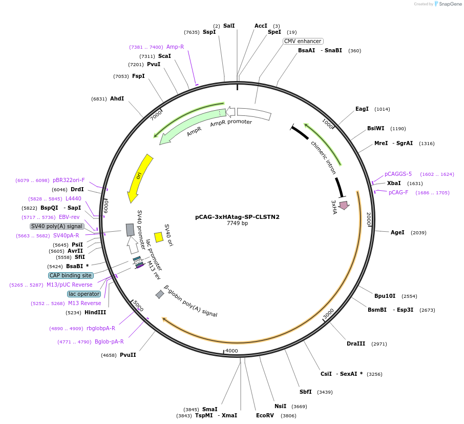 191694-plasmid-map-sequence-id-376965