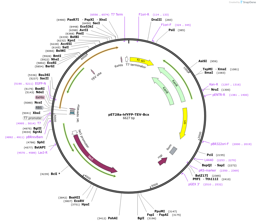 191195-plasmid-map-sequence-id-376971