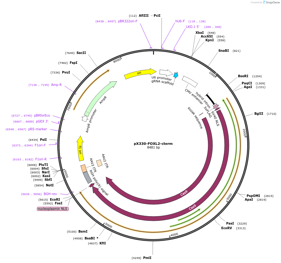 192893-plasmid-map-sequence-id-376973