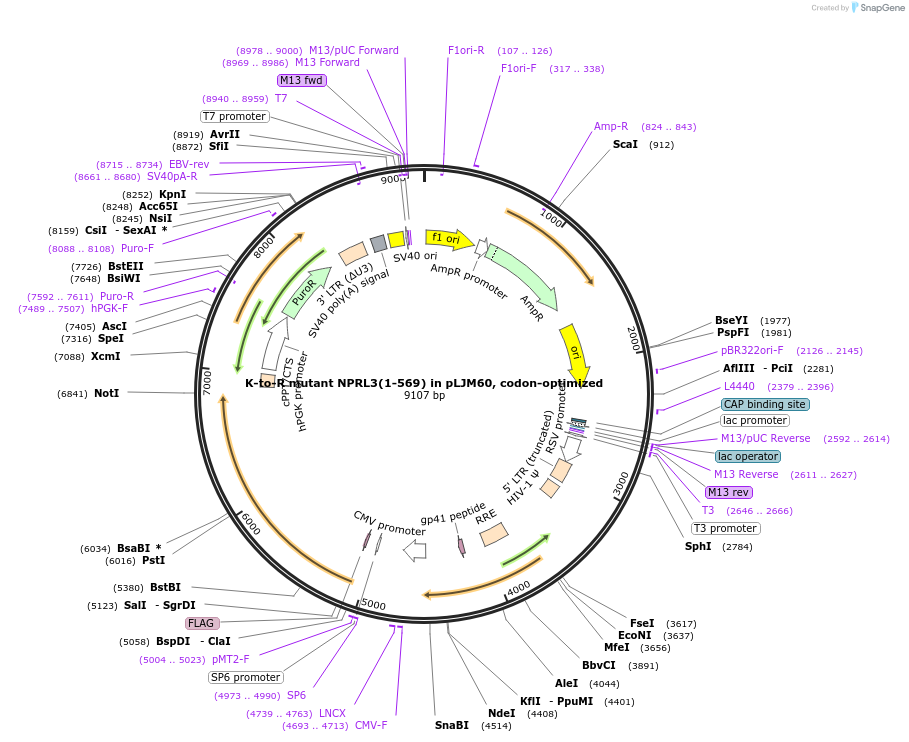 184563-plasmid-map-sequence-id-376975