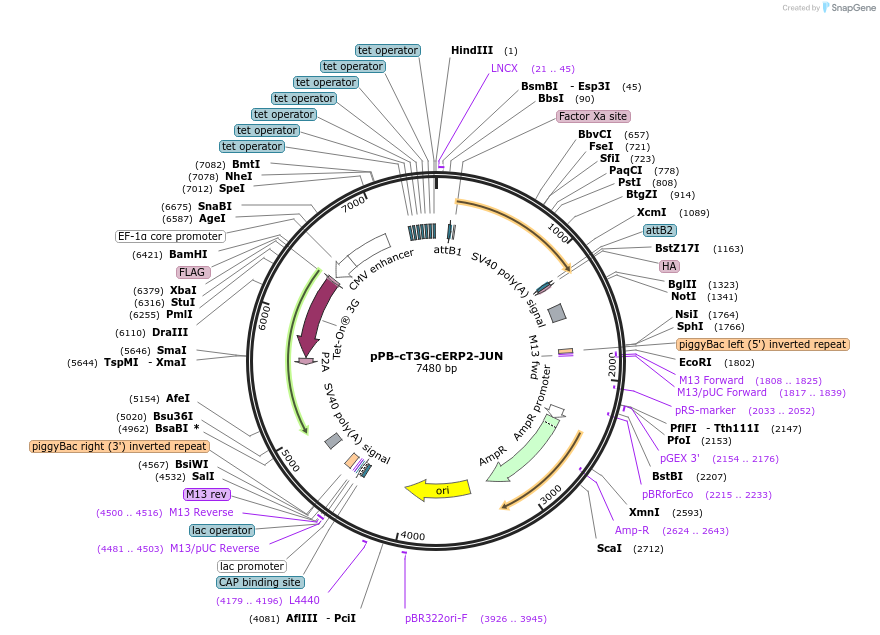 192895-plasmid-map-sequence-id-376976