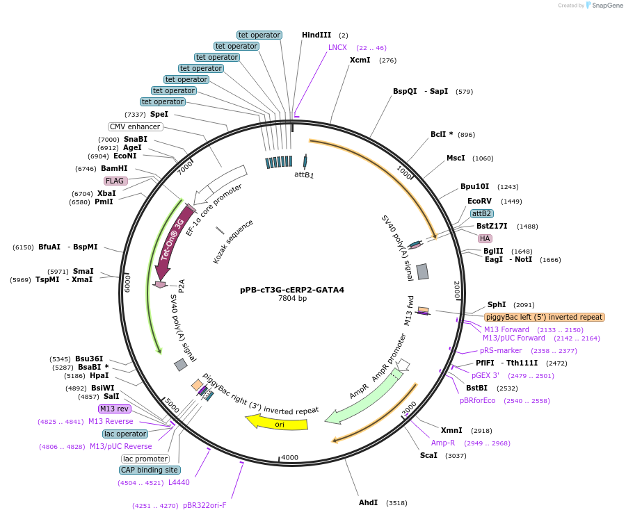 192896-plasmid-map-sequence-id-376978