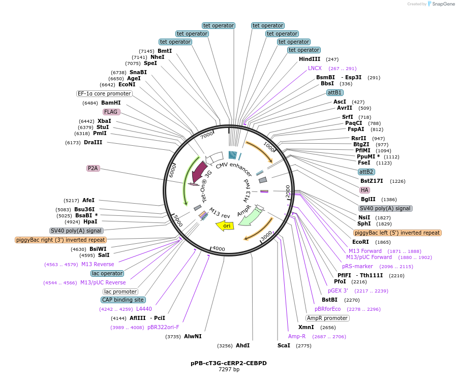 192897-plasmid-map-sequence-id-376980