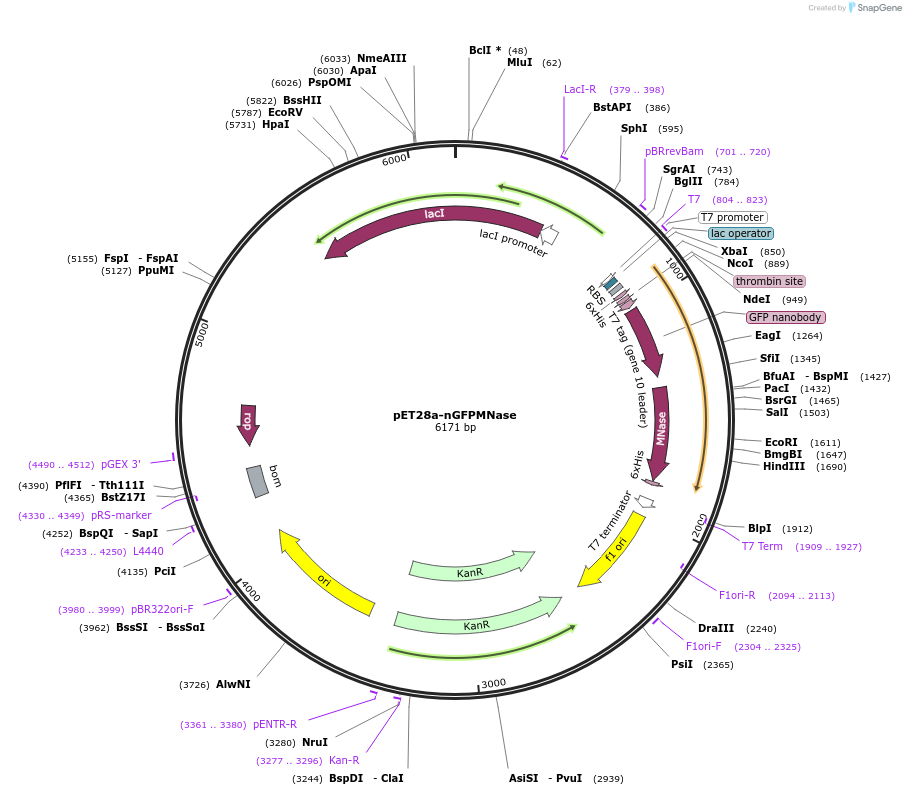 187826-plasmid-map-sequence-id-376981