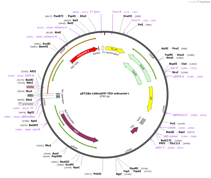 191199-plasmid-map-sequence-id-376985