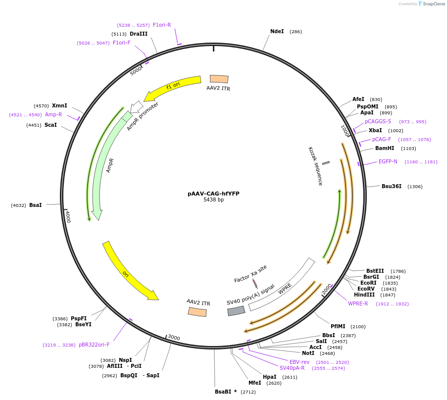 191201-plasmid-map-sequence-id-376988