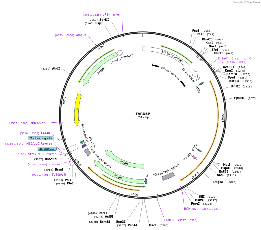 156073-plasmid-map-sequence-id-376989