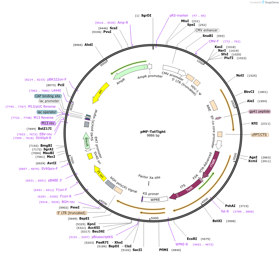 193288-plasmid-map-sequence-id-376993