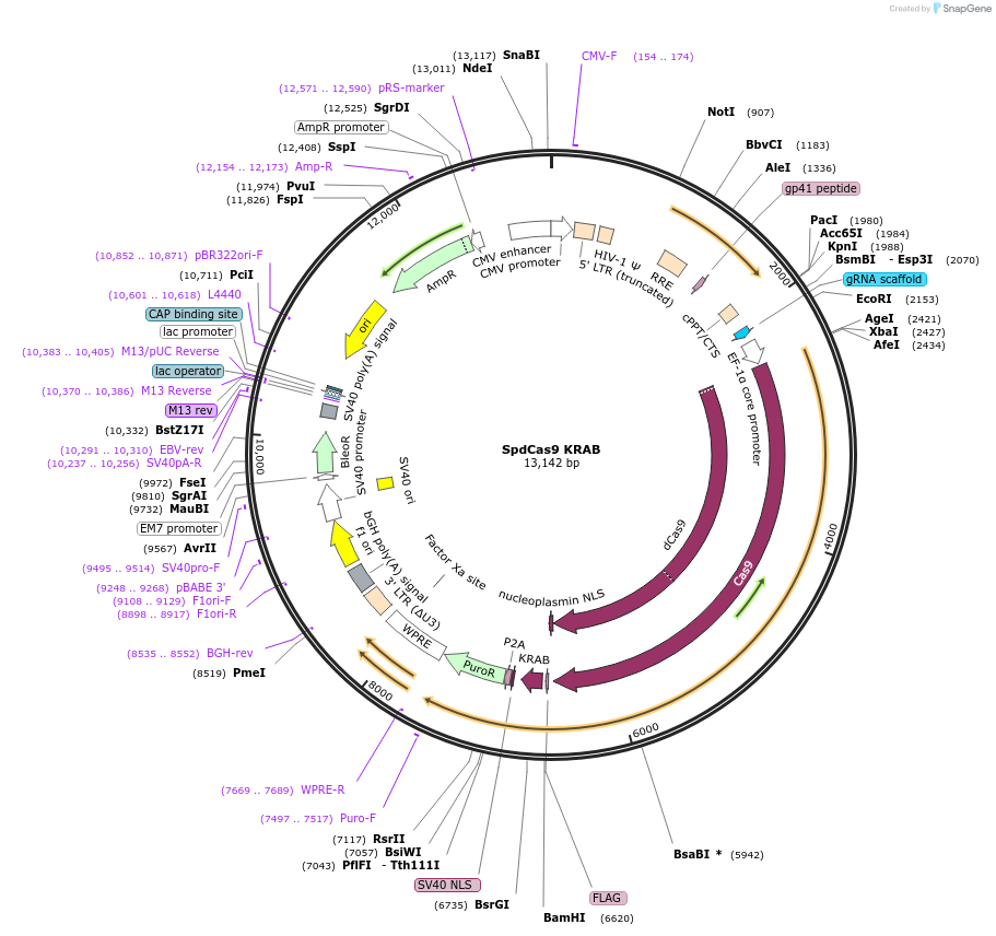 188499-plasmid-map-sequence-id-376995