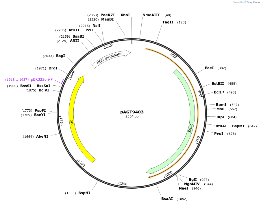 192352-plasmid-map-sequence-id-377013