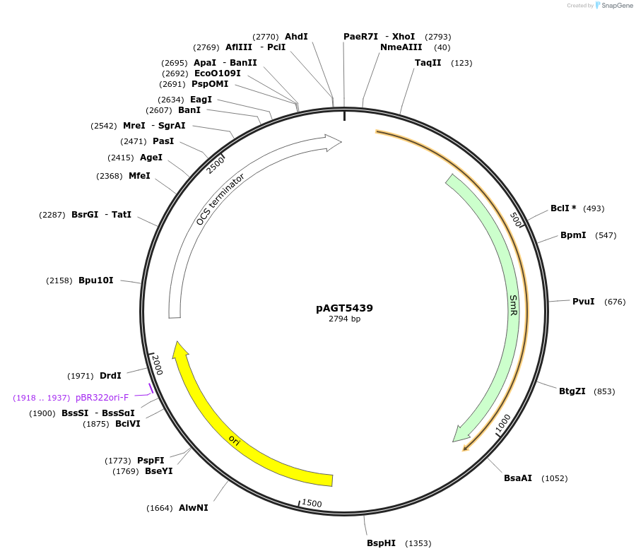 192351-plasmid-map-sequence-id-377014