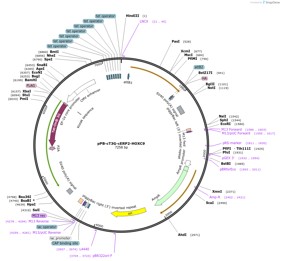 192910-plasmid-map-sequence-id-377017