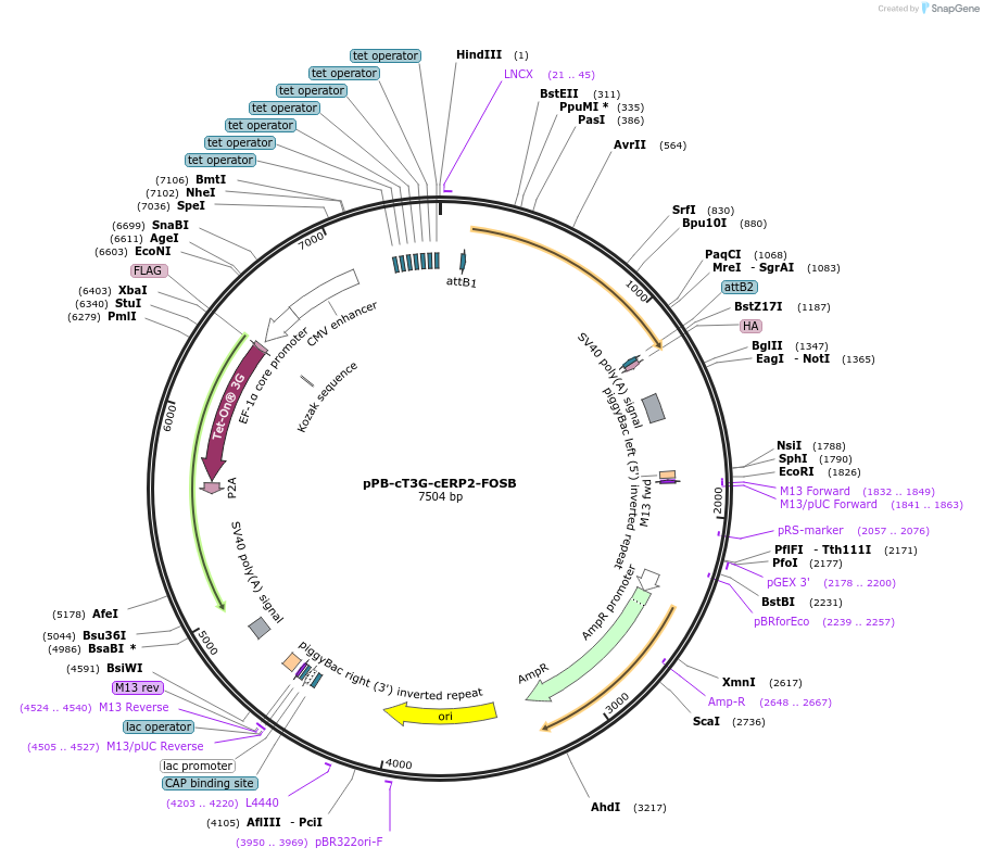 192901-plasmid-map-sequence-id-377019