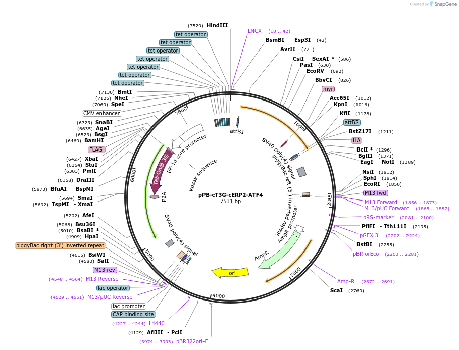 192911-plasmid-map-sequence-id-377020