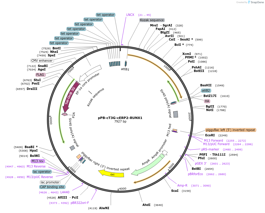 192928-plasmid-map-sequence-id-377021