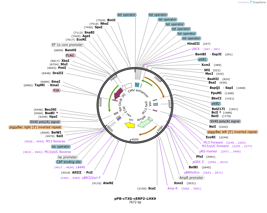 192921-plasmid-map-sequence-id-377023