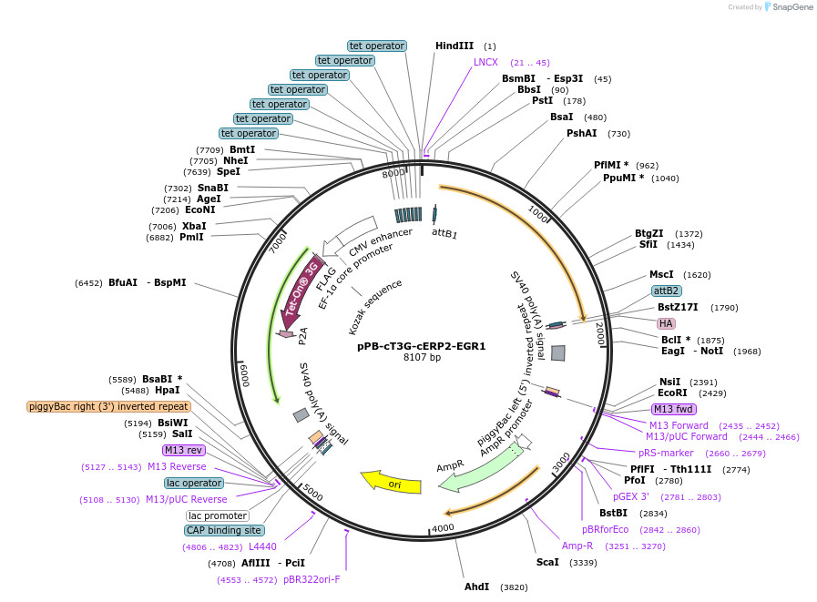 192913-plasmid-map-sequence-id-377025