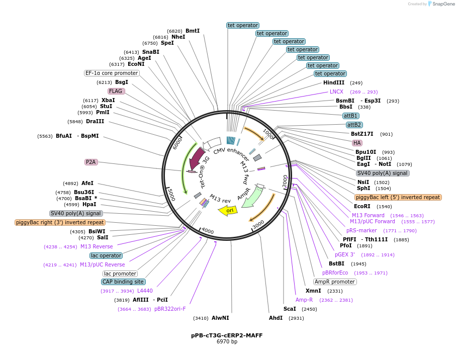 192917-plasmid-map-sequence-id-377026