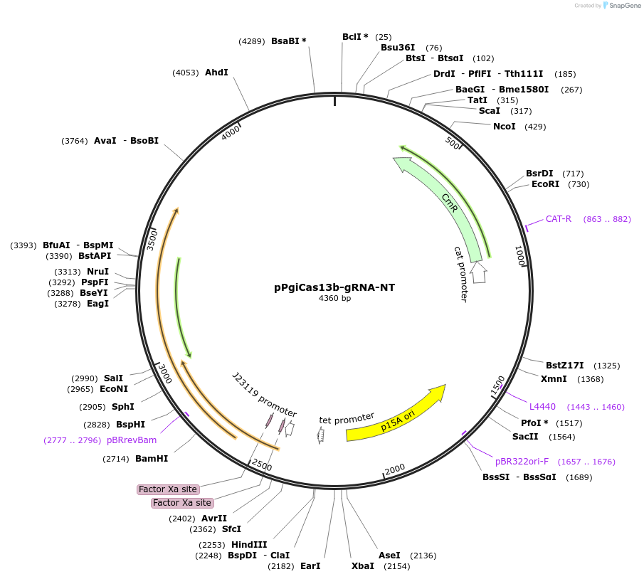 184835-plasmid-map-sequence-id-377028