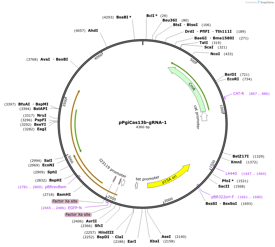 184834-plasmid-map-sequence-id-377030