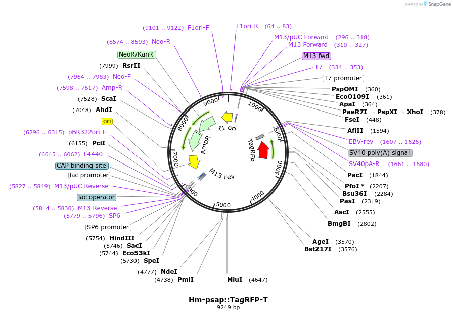 176428-plasmid-map-sequence-id-377040