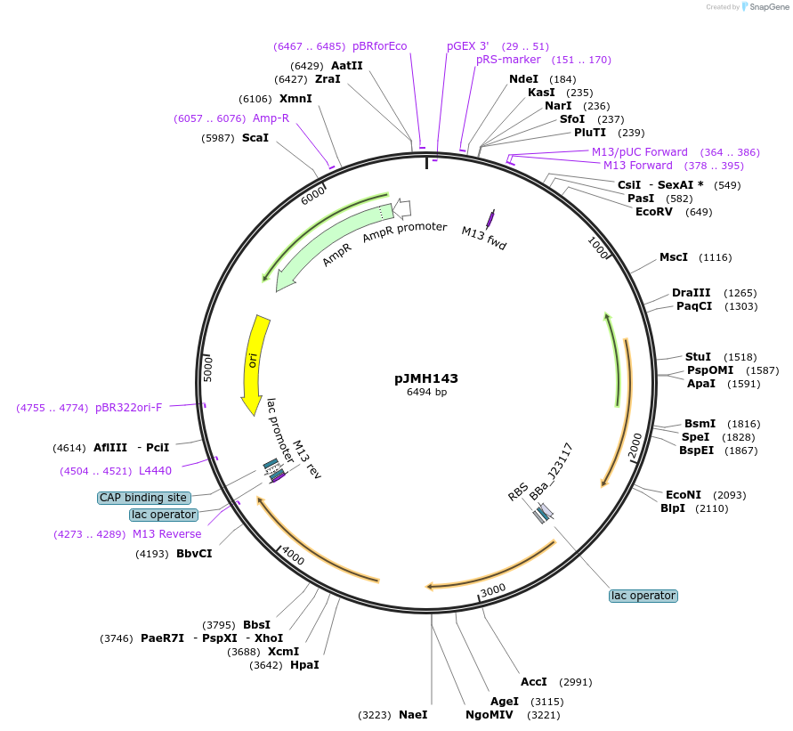 186646-plasmid-map-sequence-id-377048