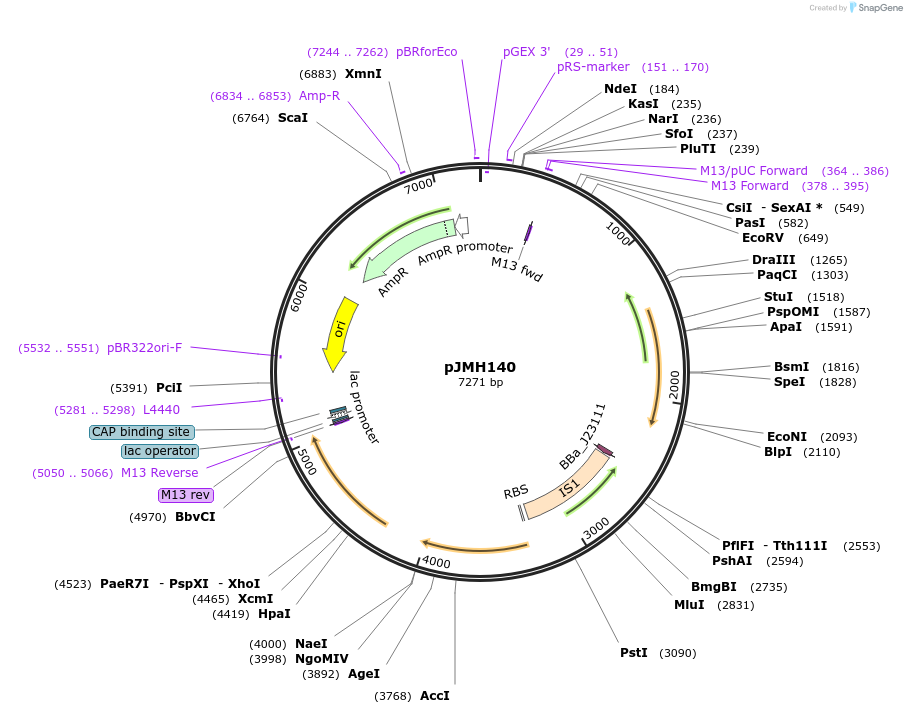 186643-plasmid-map-sequence-id-377051