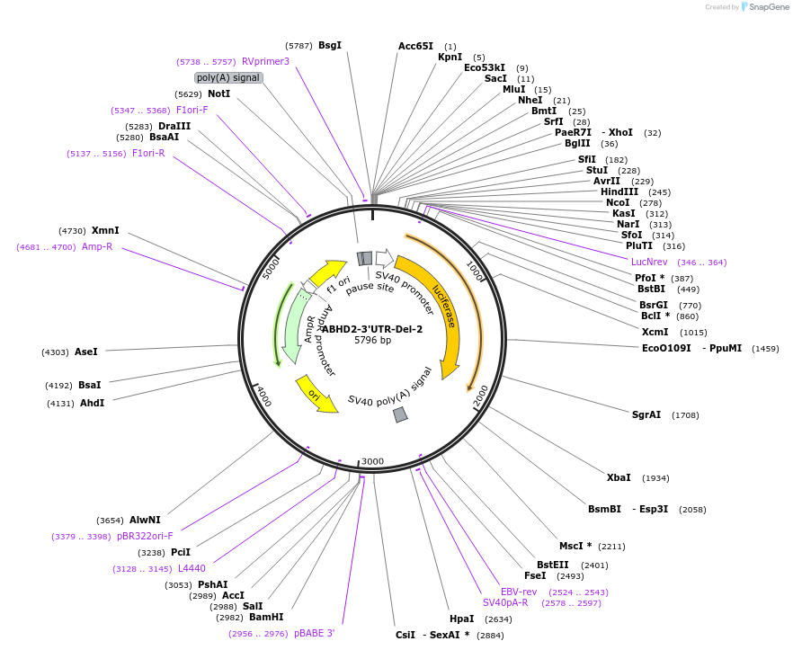 190096-plasmid-map-sequence-id-377052