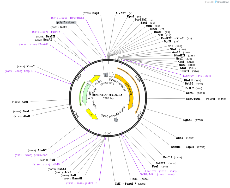 190095-plasmid-map-sequence-id-377054