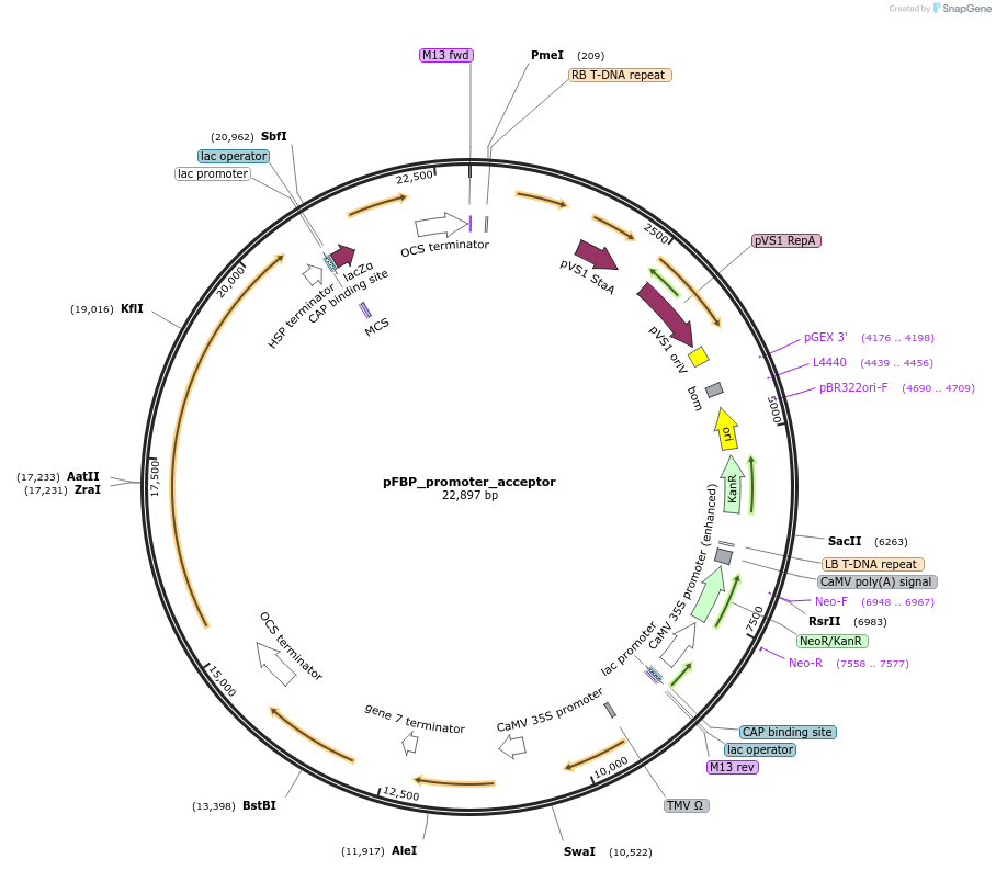 189920-plasmid-map-sequence-id-377058