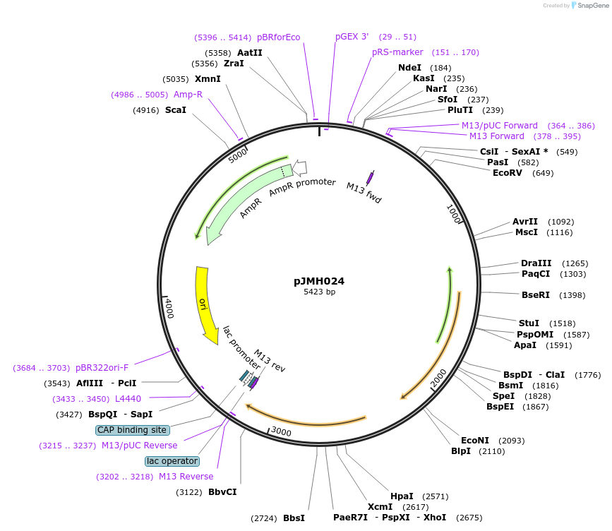 186636-plasmid-map-sequence-id-377059