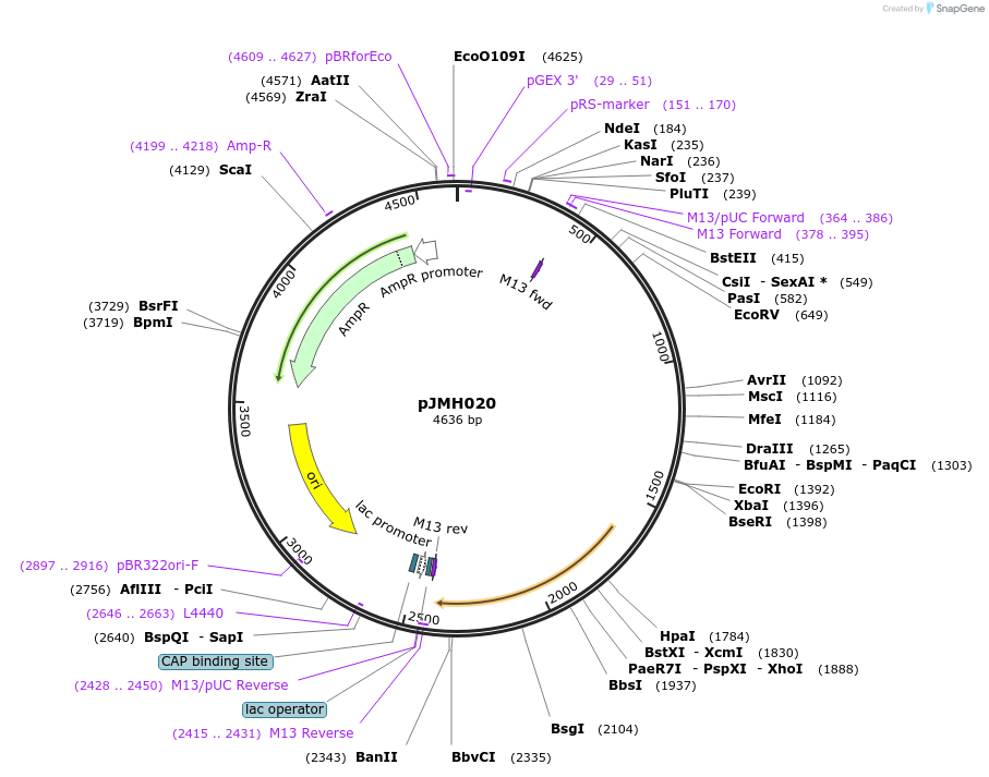 186633-plasmid-map-sequence-id-377060