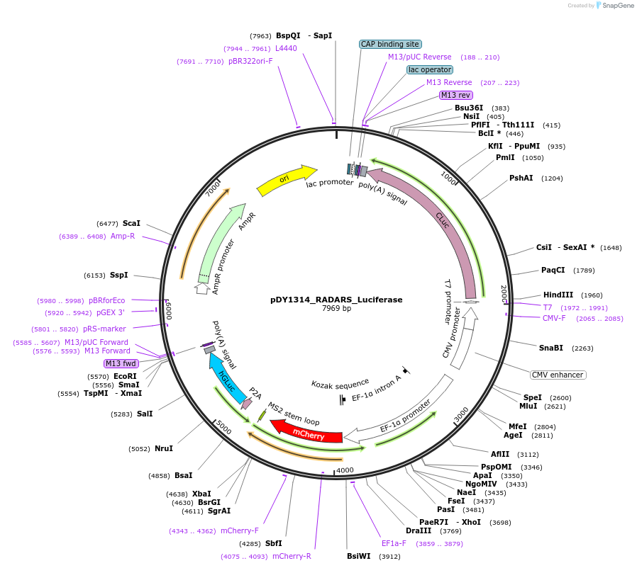 193191-plasmid-map-sequence-id-377068