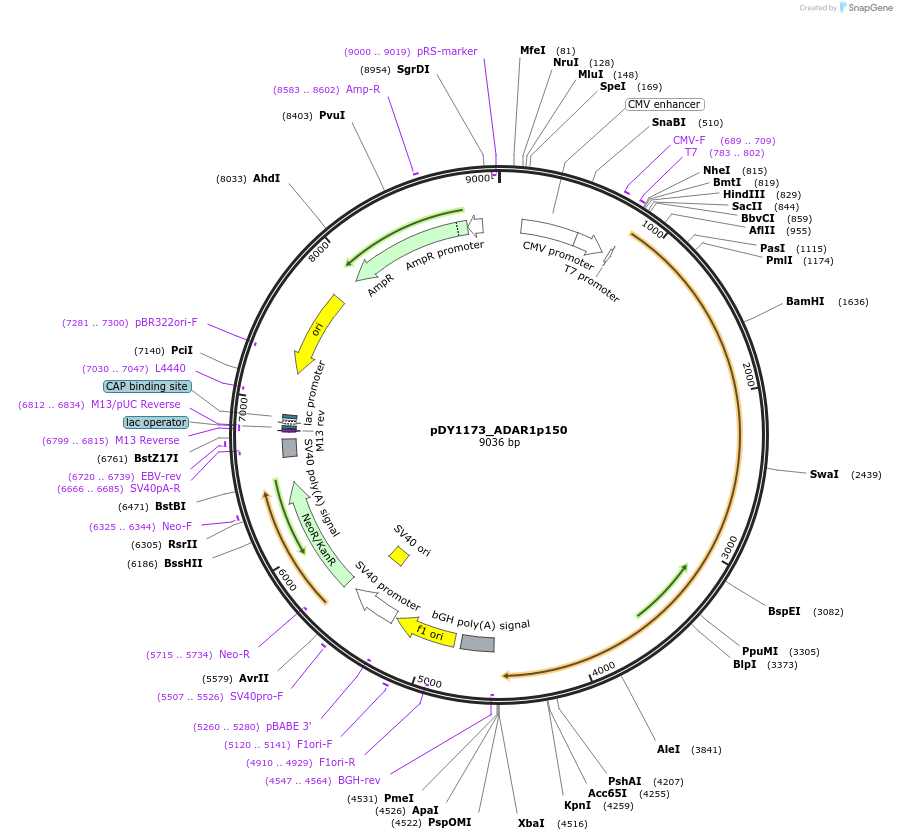 193192-plasmid-map-sequence-id-377069