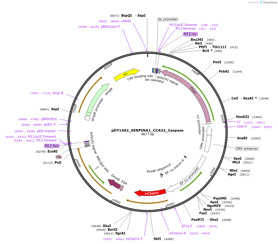193194-plasmid-map-sequence-id-377071