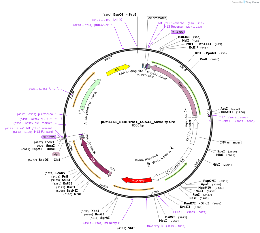 193193-plasmid-map-sequence-id-377072