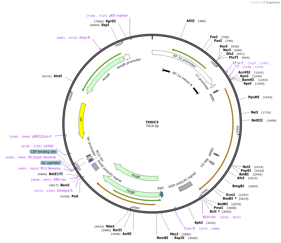 156082-plasmid-map-sequence-id-377077